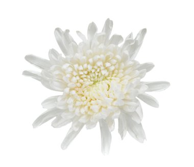 beyaz izole whtie flolwer