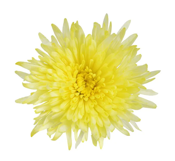 Желтый цветок изолирован на белом — стоковое фото
