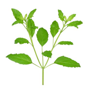 Reyhan üzerinde beyaz izole 