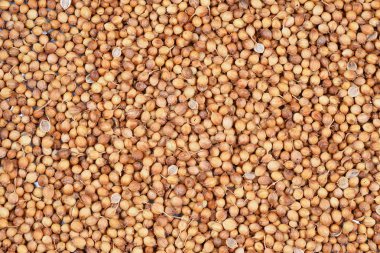 arka plan kişniş tohumu yakın çekim