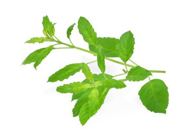 Reyhan üzerinde beyaz izole