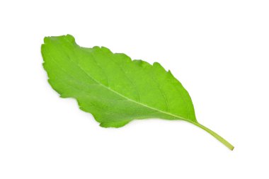 Tatlı yaprak fesleğen beyaz izole.