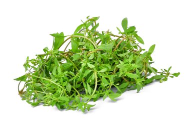 Beyaz izole Glinus oppositifolius (L.)