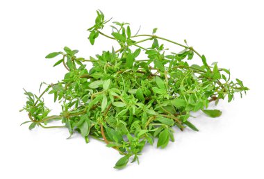 Beyaz izole Glinus oppositifolius (L.)