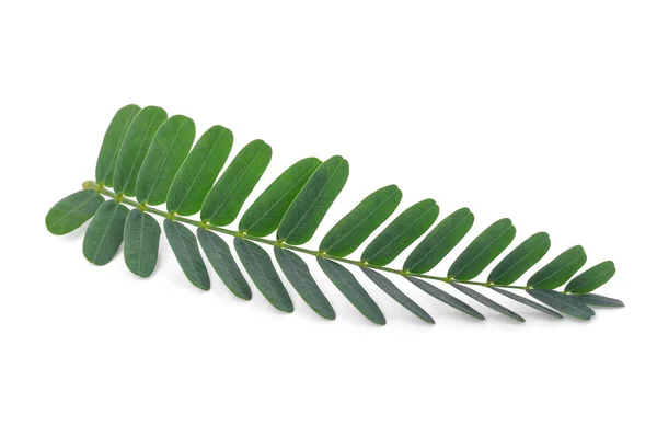 타마린드 잎 흰색 절연 — 스톡 사진