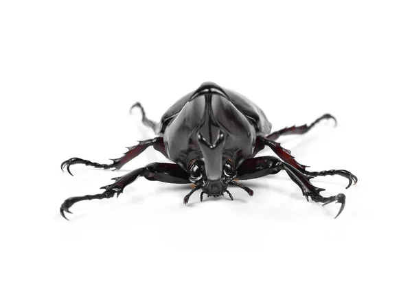 Scarabeo rinoceronte maschio, scarabeo di Ercole, scarabeo unicorno, corno — Foto Stock