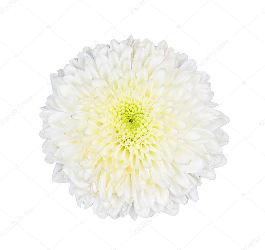 whtie flolwer isolated on white