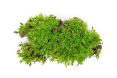 yeşil yosun üzerine beyaz izole