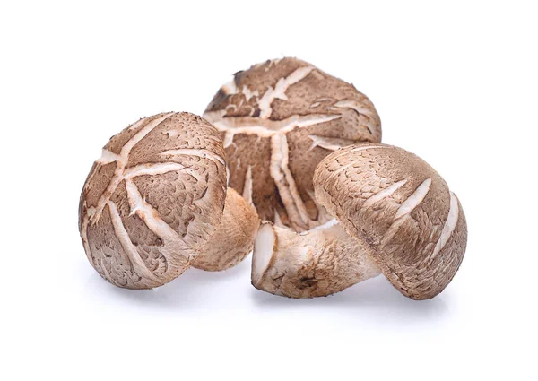 Shiitake mushrooms isolated on white — Stock Photo, Image