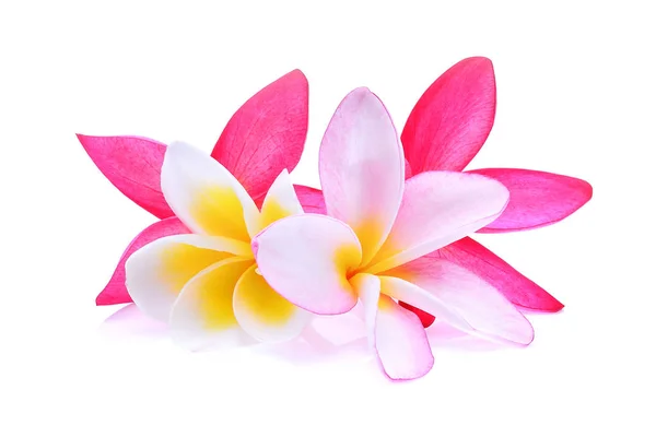 Flor frangipani aislada en blanco —  Fotos de Stock