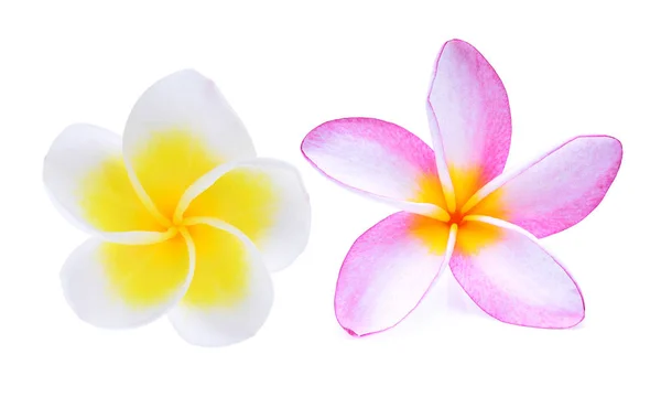 Weiße und rosa Frangipani-Blume isoliert auf weiß — Stockfoto