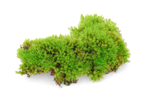 Зеленый мох, выделенный на белом — стоковое фото