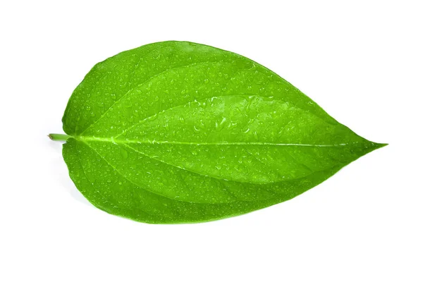 Groene betel hart bladvorm met waterdruppels op wit wordt geïsoleerd Rechtenvrije Stockfoto's