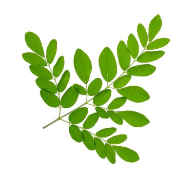Moringa beyaz arka plan üzerinde ayrı tut moduyla bırakır