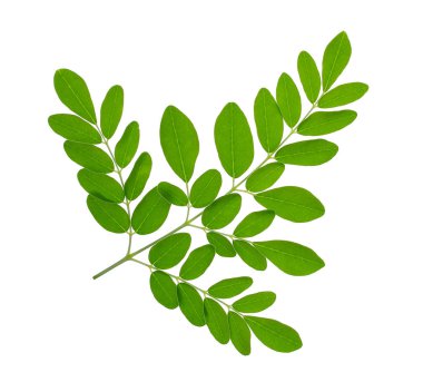 Moringa leaves isolate on white background clipart