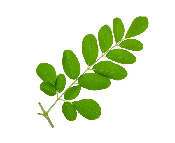 Foglie di moringa isolate su sfondo bianco — Foto Stock