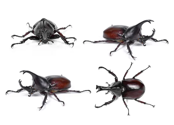 Mannelijke Rhinoceros beetle, Hercules kever, Dynastes tityus, hoorn worden — Stockfoto