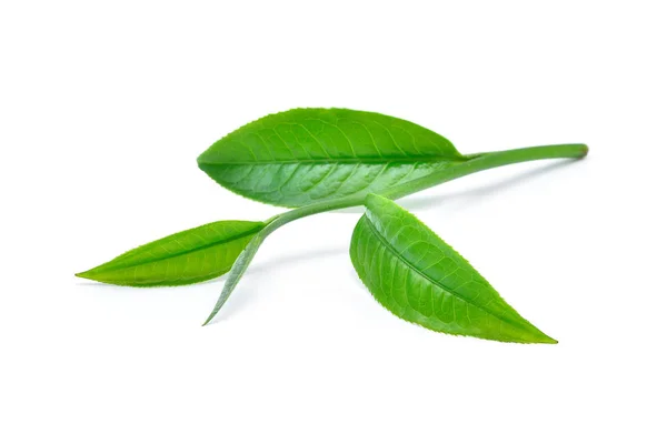 Green tea leaf with drops of water on white background — Stock Photo, Image