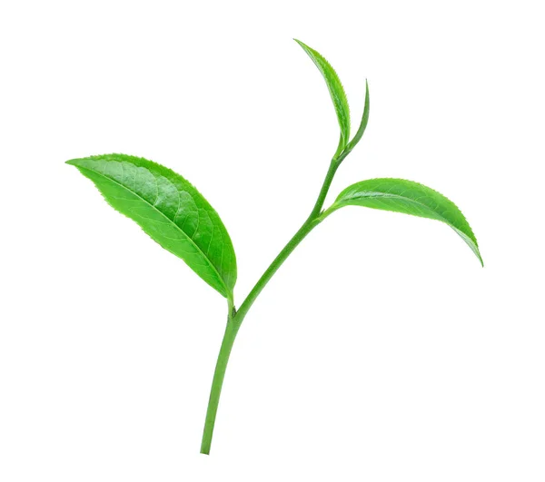 Зеленый чайный лист с капельками воды на белом фоне . — стоковое фото