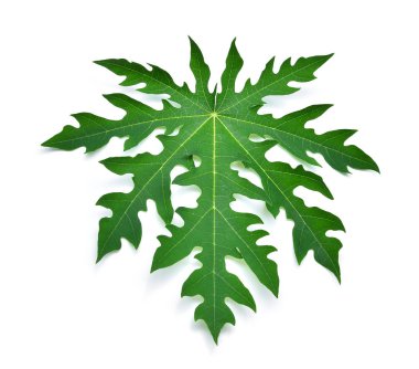 taze yeşil papaya izole üzerinde beyaz arka plan bırakır