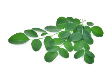 Moringa beyaz arka plan üzerinde ayrı tut moduyla bırakır