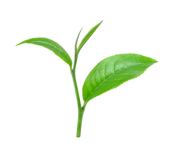 Folha de chá verde isolado no fundo branco. — Fotografia de Stock