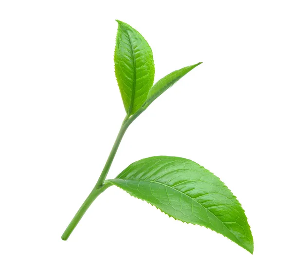 绿茶叶在白色背景下被隔离 — 图库照片
