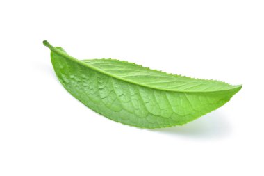 Beyaz arkaplanda yeşil çay yaprağı izole