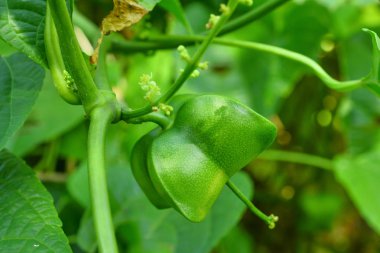 Plukenetia volubilis, sacha InChI, sacha fıstık ağacı üzerinde