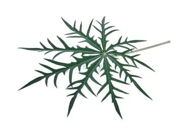 Beyaz arka plan üzerinde izole mercan bitki Jatropha multifida yaprak