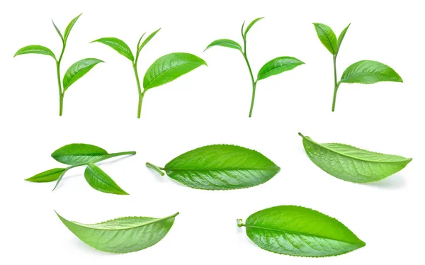 set of green tea leaves isolated on white background