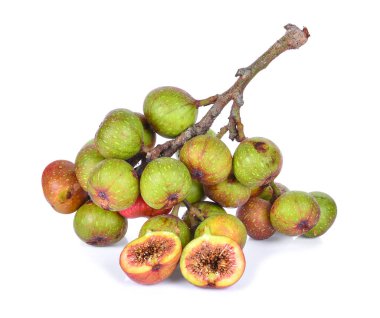 Beyaz arka plan üzerinde izole ficus racemosa