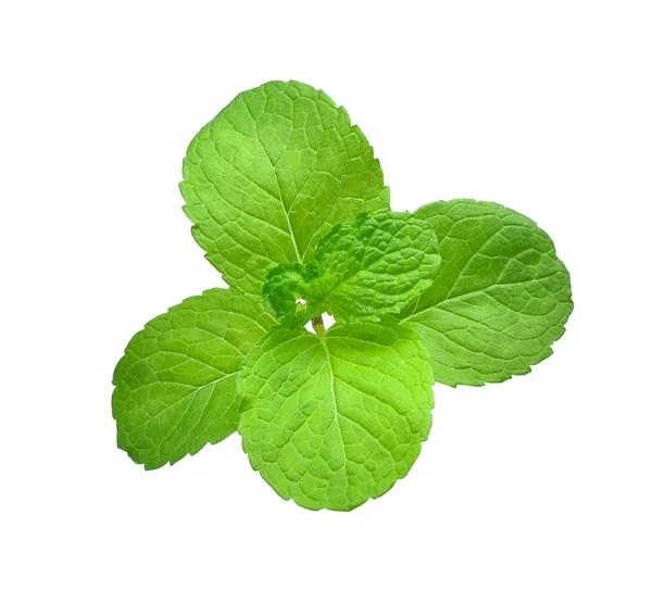 Hojas frescas de menta tailandesa aisladas sobre fondo blanco —  Fotos de Stock