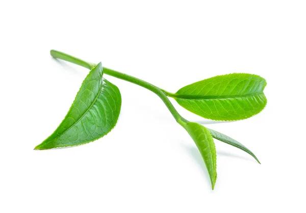 Green tea leaf isolated on white background — Stock Photo, Image