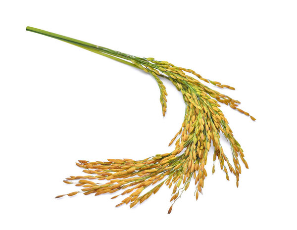 Ears of Thai Jasmine rice isolated on white background