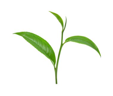 Beyaz arkaplanda yeşil çay yaprağı izole