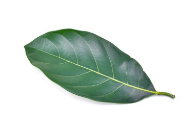 Beyaz arka plan üzerinde izole nefesi yaprak