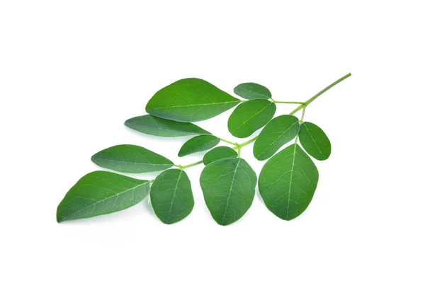 Moringa blad isolera på vit bakgrund — Stockfoto