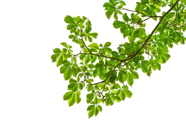 Zweig des grünen Blattes isoliert auf weißem Hintergrund — Stockfoto