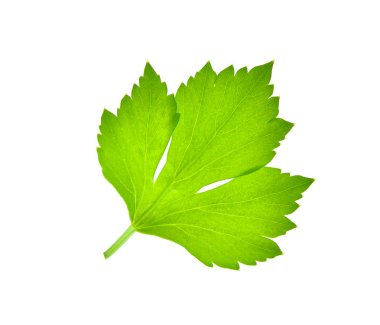 Kereviz yaprağı beyaz arkaplanda izole