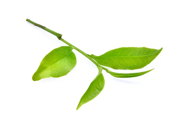 Hoja de té verde ilsolated sobre fondo blanco — Foto de Stock