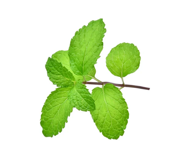 Fresh mint leaf isolated on white background — Stock Photo, Image