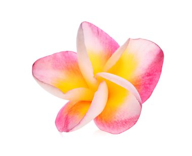 Frangipani çiçeği beyaza izole edilmiş.