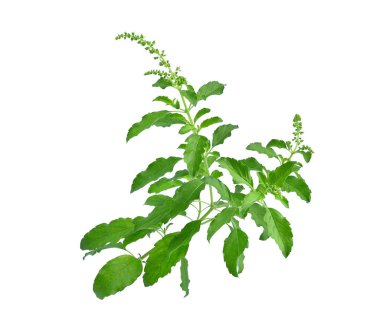 Beyaz arka plan üzerinde izole Reyhan