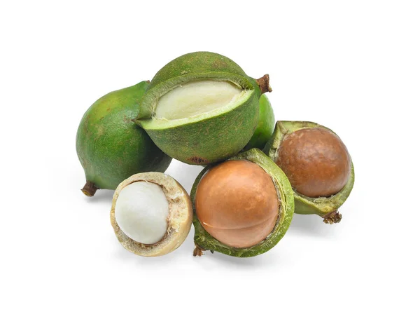 Macadamia απομονωμένη σε λευκό φόντο — Φωτογραφία Αρχείου