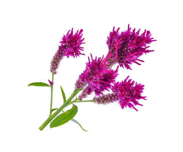 Цветок шерсти, Celosia Argentea L. var cristata (L.) Kuntze изолировать — стоковое фото