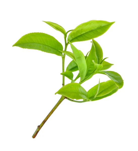 Foglia di tè verde ilsolato su sfondo bianco — Foto Stock