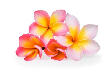 Beyaz arka plan üzerinde izole frangipani çiçekler