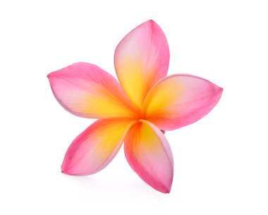 Beyaz arka plan üzerinde izole frangipani çiçekler