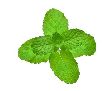 Beyaz arkaplanda izole edilmiş taze nane yaprağı